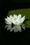 Wild White Lily Pad Flower With Reflection