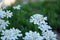 wild white lowers in sun set