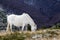 Wild white mustang horse, feeds of a snowy field