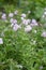 Wild white petunia, Petunia axillaris, flowering plant Argentina