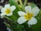 Wild white primrose & x28;primula vulgaris& x29; on the stones in the garden