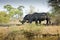 Wild white rhinoceros, Kruger national park, SOUTH AFRICA