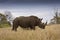 Wild white rhinoceros at Kruger national park, South Africa