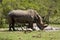 Wild white rhinoceros taking mud bath at Kruger park, South Africa