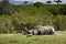 Wild white rhinoceros taking mud bath at Kruger park, South Africa