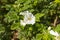 Wild white rose, Rosa Rugosa Alba Plena flower