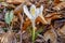 Wild white saffron with flowering petals in the forest