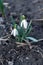 Wild white snowdrop, close-up with selective focus