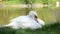 Wild white swan sitting on the riverside, eating grass and cleaning his feathers