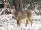 Wild White Tailed Deer Standing in Snow