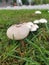 wild white toxic amanita citrina mushroom