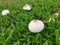 wild white toxic amanita citrina mushroom