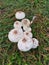 wild white toxic amanita citrina mushroom