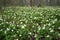 Wild White Trillium Carpet The Forest Floor