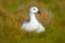 Wild white Upland goose, Chloephaga picta, in the nature habitat, Argentina. White bird with long neck. White goose in the grass.