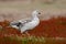 Wild white Upland goose, Chloephaga picta, walking in the red autumn grass, Argentina