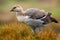 Wild white Upland goose, Chloephaga picta, walking in the red autumn grass, Argentina