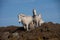 Wild white Welsh Ponies