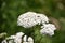 Wild White Yarrow Flowers Blooming in the Spring