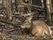 A Wild Whitetail Buck in Minnesota in Late Autumn