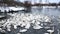 Wild whooper swans feeding on lake Svetloye in the Altai territory in winter