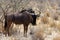 Wild Wildebeest Gnu