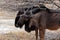 Wild Wildebeest Gnu