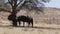 Wild Wildebeest Gnu grazing, Kgalagadi