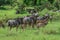 Wild Wildebeest in the Mikumi National Park, Tanzania