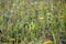 Wild wildflowers and various green grasses. Yellow autumn flowers. natural background