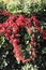 Wild wine, Parthenocissus quinquefolia, with colours of autumn time