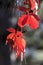 Wild wine, Parthenocissus quinquefolia, with colours of autumn time