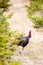 Wild Wisconsin eastern jake turkey meleagris gallopavo by pine trees in spring