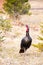 Wild Wisconsin eastern turkeys meleagris gallopavo in spring