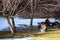 Wild Wisconsin turkeys meleagris gallopavo in the courtship ritual in March