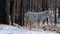 Wild wolf, coyote or coywolf, winter snowy fores, California wildlife fauna, USA