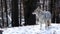 Wild wolf, coyote or coywolf, winter snowy fores, California wildlife fauna, USA