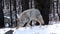 Wild wolf, coyote or coywolf, winter snowy fores, California wildlife fauna, USA