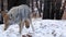 Wild wolf, coyote or coywolf, winter snowy fores, California wildlife fauna, USA
