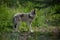 Wild wolf dog in the forest of Banff National Park Alberta Canada