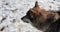 Wild wolf or dog in snow on chain