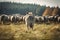 Wild wolf in front of herd of livestock sheep