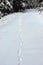 Wild wolf tracks in big snow