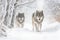 Wild wolves walking on snowy forest. Amazing Wildlife. Generative Ai