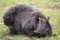 Wild wombat grazing