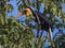 Wild Wonder: Wreathed Hornbills Seeking Sustenance on Branches