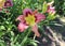 Wild And Wonderfull. Luxury flower daylily in the garden close-up. The daylily is a flowering plant in the genus Hemerocallis.