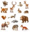 wild wood animals, color cartoon animals on a white background