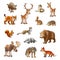 Wild wood animals, color cartoon animals on a white background, vector