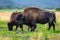 Wild wood bison portrait in Alaska national park